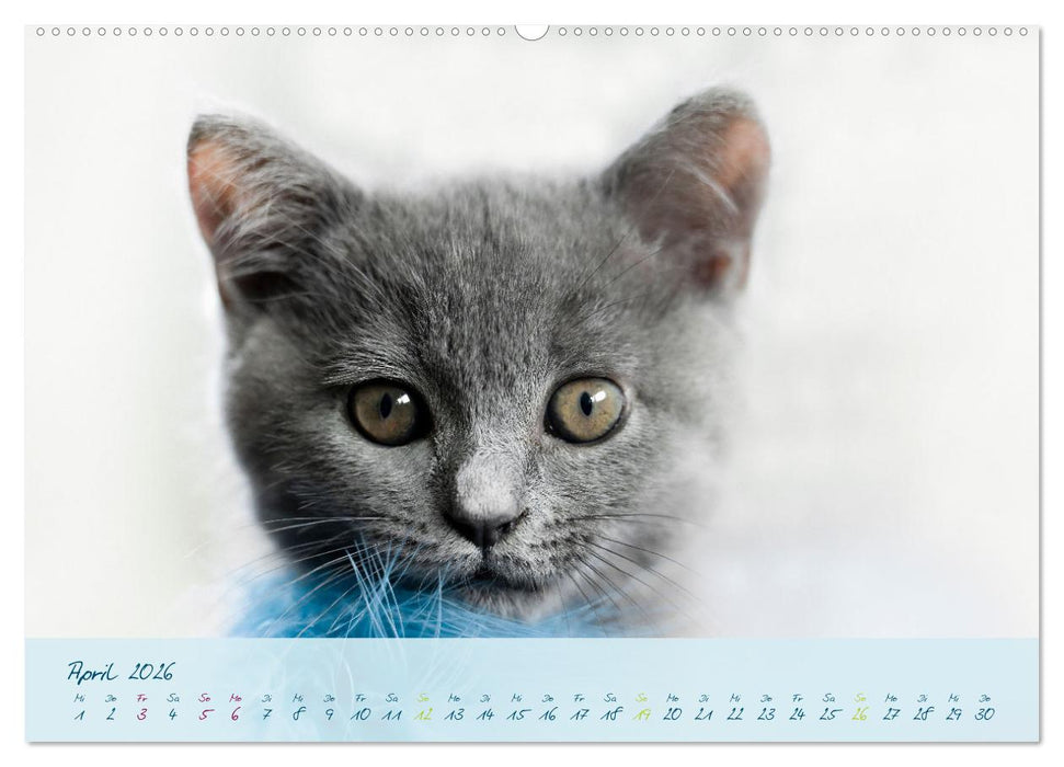 Ein kleiner Kater entdeckt die Welt! (CALVENDO Premium Wandkalender 2026)