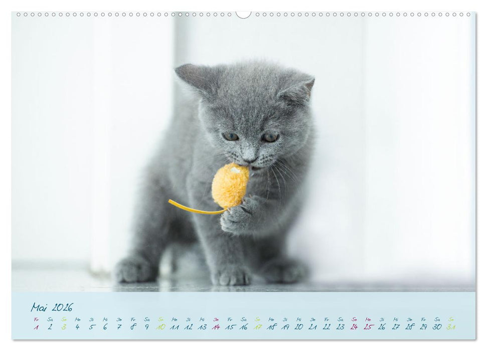 Ein kleiner Kater entdeckt die Welt! (CALVENDO Premium Wandkalender 2026)