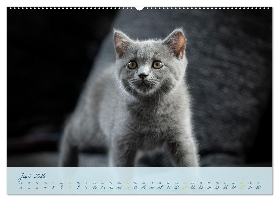 Ein kleiner Kater entdeckt die Welt! (CALVENDO Premium Wandkalender 2026)