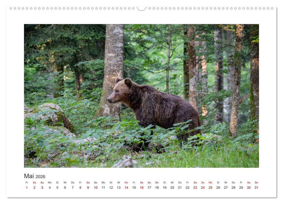 Slowenien - Wilde Bären und zauberhafte Natur (CALVENDO Wandkalender 2026)