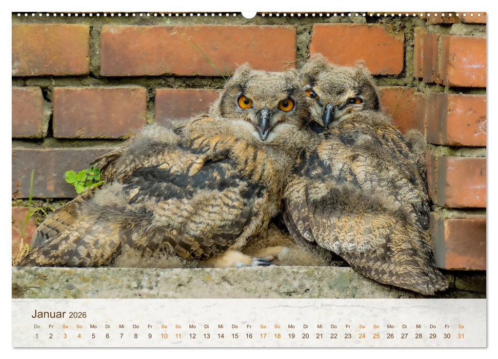 Uhu Highlights (CALVENDO Premium Wandkalender 2026)