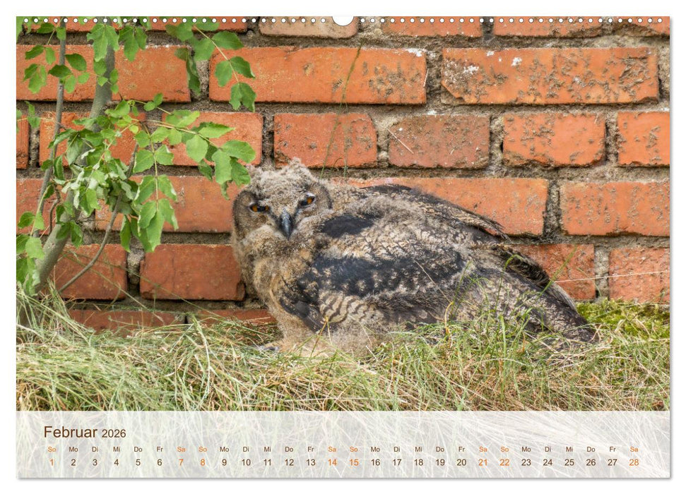 Uhu Highlights (CALVENDO Premium Wandkalender 2026)