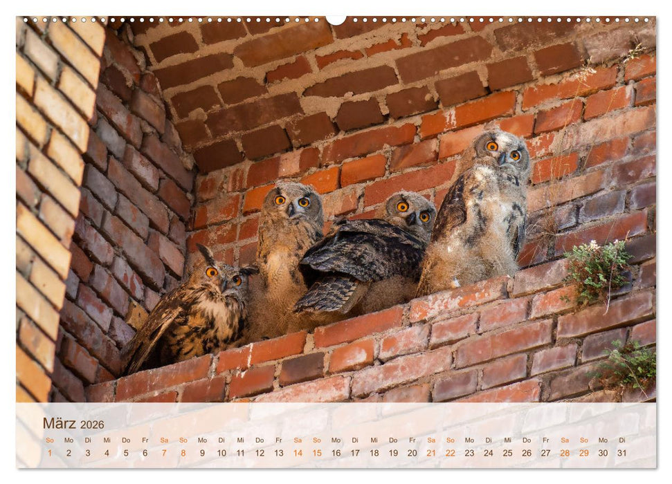 Uhu Highlights (CALVENDO Premium Wandkalender 2026)