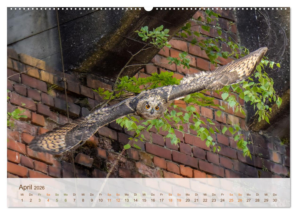 Uhu Highlights (CALVENDO Premium Wandkalender 2026)