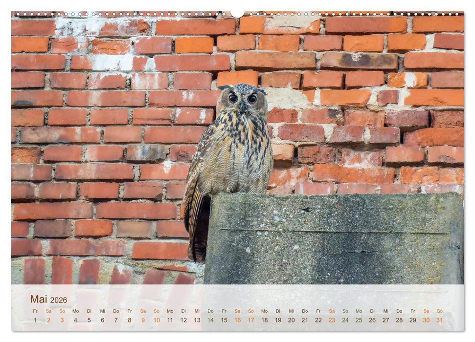 Uhu Highlights (CALVENDO Premium Wandkalender 2026)