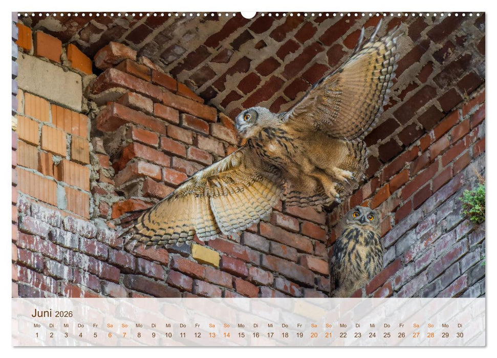 Uhu Highlights (CALVENDO Premium Wandkalender 2026)