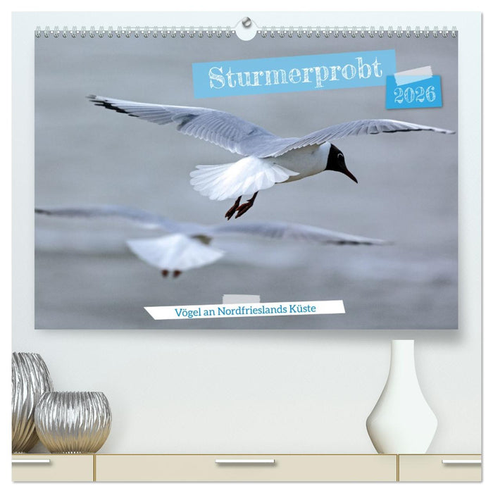 Sturmerprobt - Vögel an Nordfrieslands Küste (CALVENDO Premium Wandkalender 2026)