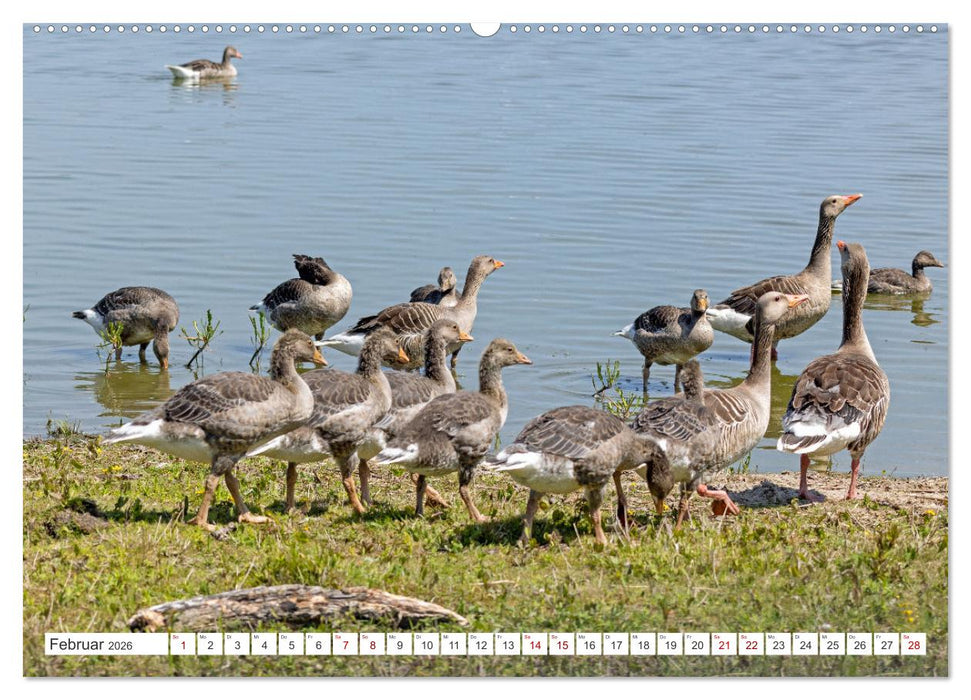 Sturmerprobt - Vögel an Nordfrieslands Küste (CALVENDO Premium Wandkalender 2026)