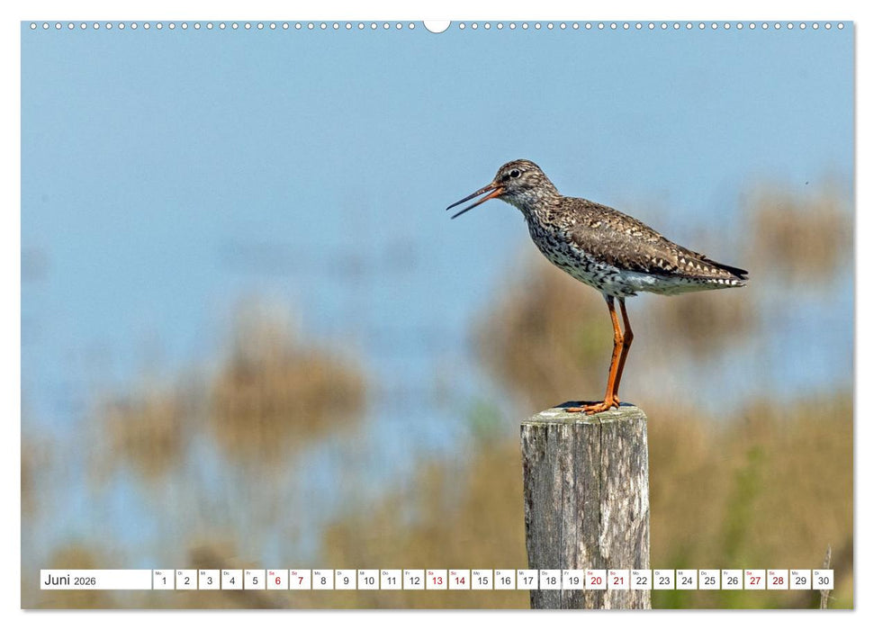 Sturmerprobt - Vögel an Nordfrieslands Küste (CALVENDO Premium Wandkalender 2026)