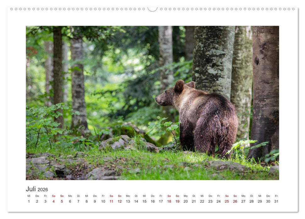 Slowenien - Wilde Bären und zauberhafte Natur (CALVENDO Premium Wandkalender 2026)