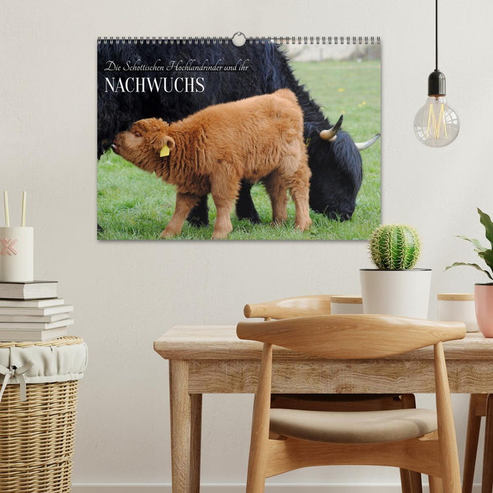 Die Schottischen Hochlandrinder und ihr Nachwuchs (CALVENDO Wandkalender 2026)