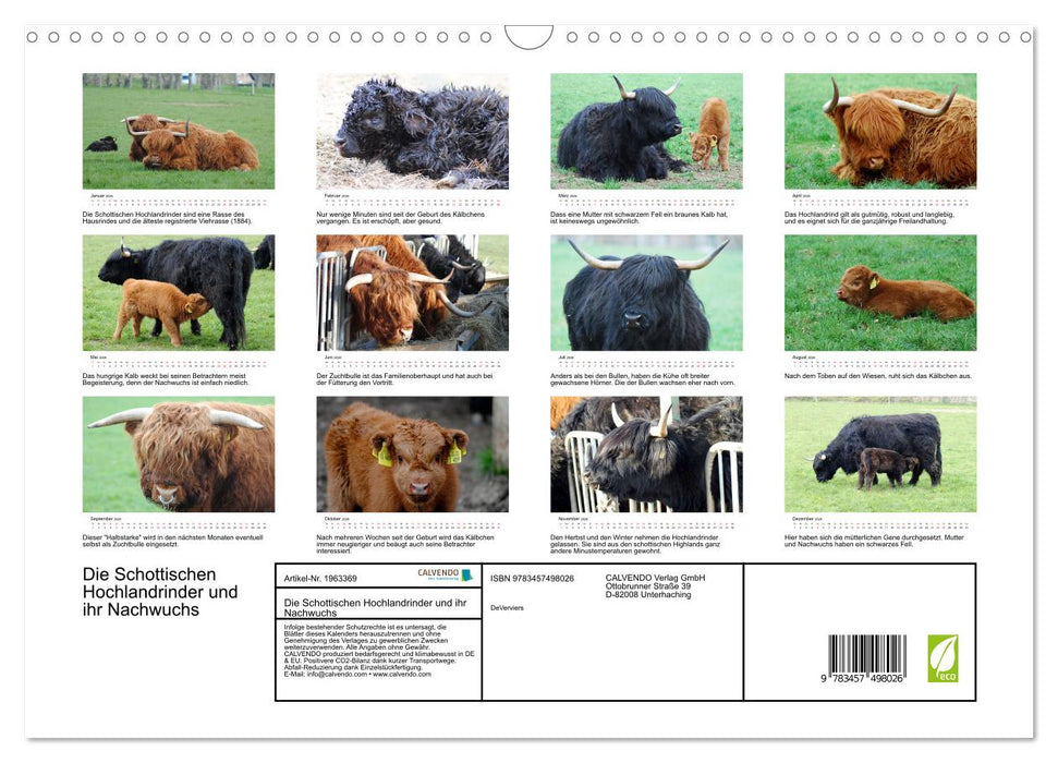 Die Schottischen Hochlandrinder und ihr Nachwuchs (CALVENDO Wandkalender 2026)