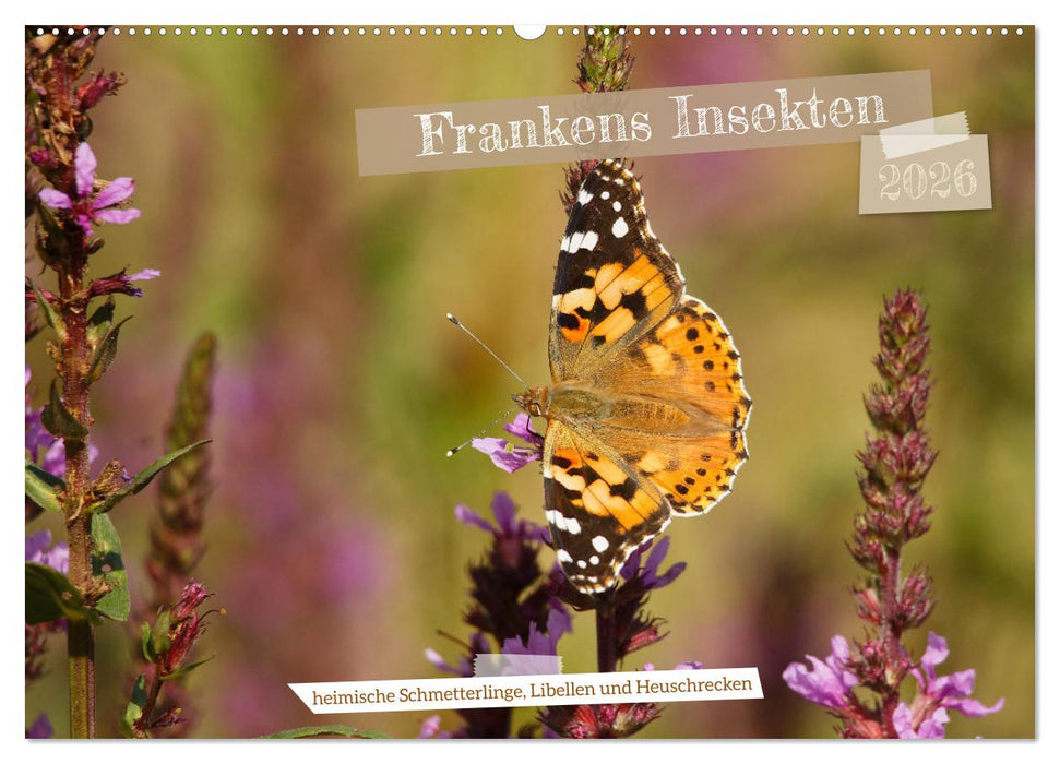 Frankens Insekten (CALVENDO Wandkalender 2026)
