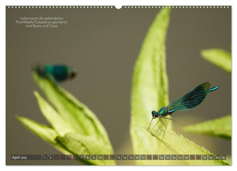 Frankens Insekten (CALVENDO Wandkalender 2026)