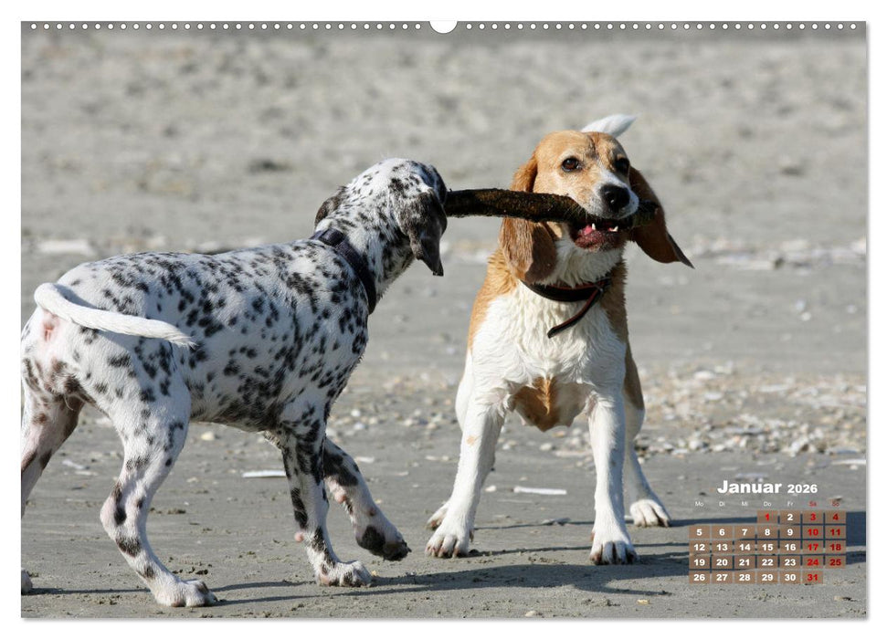 Ein Dalmatiner und ein Beagle - Auf der maritimen Jagd nach dem weltbesten Stock (CALVENDO Premium Wandkalender 2026)