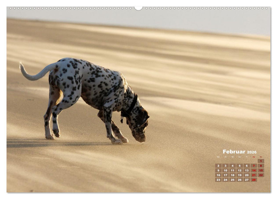 Ein Dalmatiner und ein Beagle - Auf der maritimen Jagd nach dem weltbesten Stock (CALVENDO Premium Wandkalender 2026)