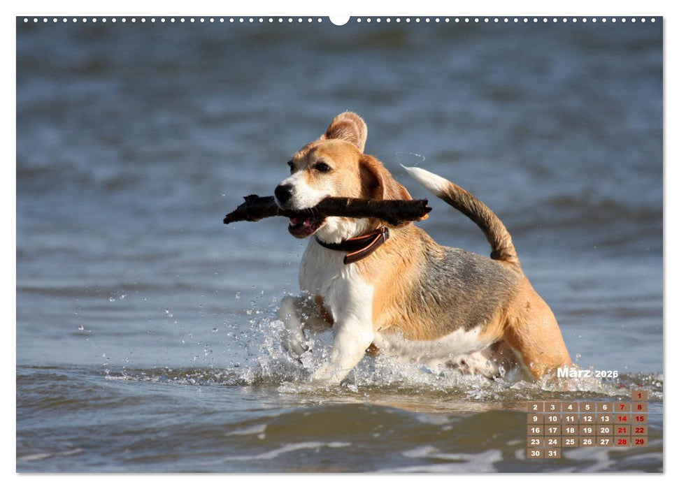 Ein Dalmatiner und ein Beagle - Auf der maritimen Jagd nach dem weltbesten Stock (CALVENDO Premium Wandkalender 2026)