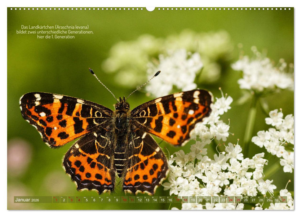 Frankens Insekten (CALVENDO Premium Wandkalender 2026)