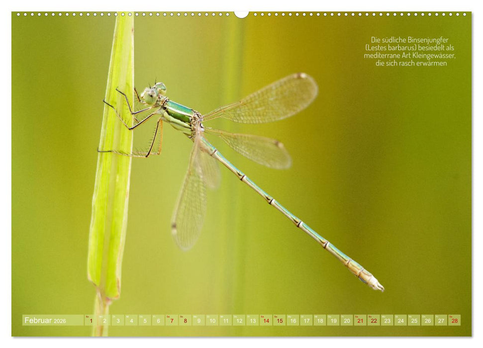 Frankens Insekten (CALVENDO Premium Wandkalender 2026)