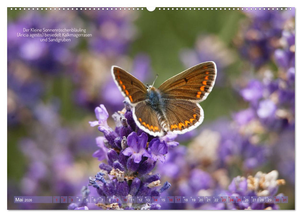 Frankens Insekten (CALVENDO Premium Wandkalender 2026)