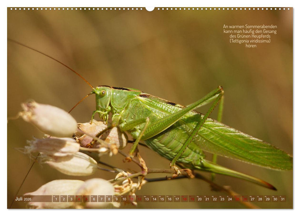 Frankens Insekten (CALVENDO Premium Wandkalender 2026)