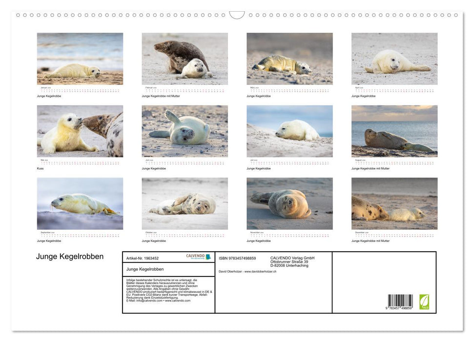 Junge Kegelrobben (CALVENDO Wandkalender 2026)