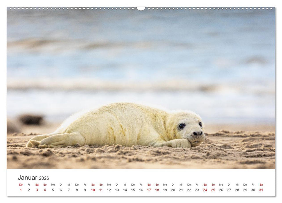 Junge Kegelrobben (CALVENDO Wandkalender 2026)
