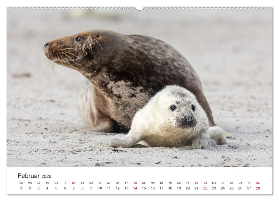 Junge Kegelrobben (CALVENDO Wandkalender 2026)