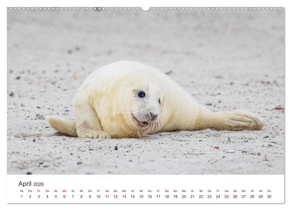 Junge Kegelrobben (CALVENDO Wandkalender 2026)
