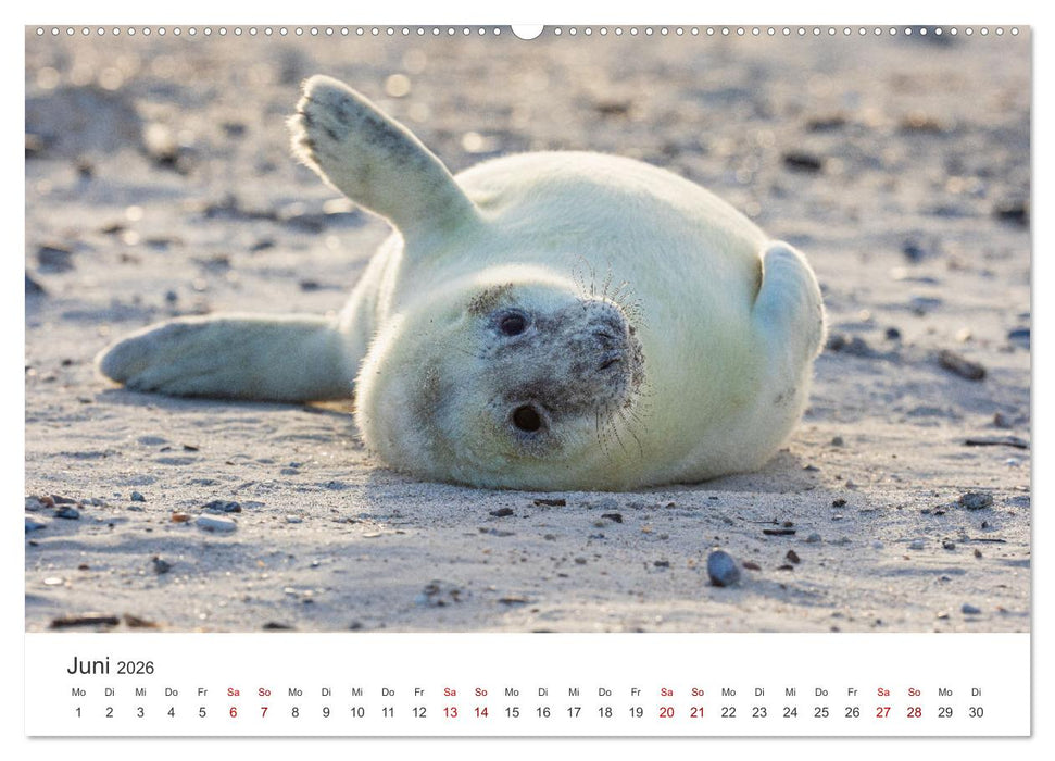 Junge Kegelrobben (CALVENDO Wandkalender 2026)