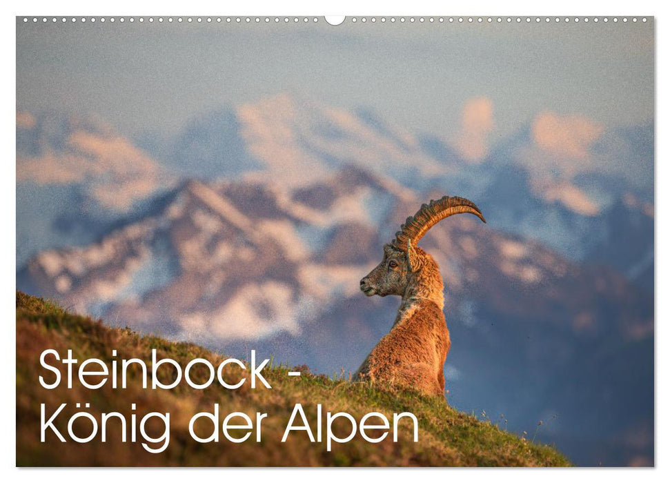 Steinbock - König der Alpen (CALVENDO Wandkalender 2026)