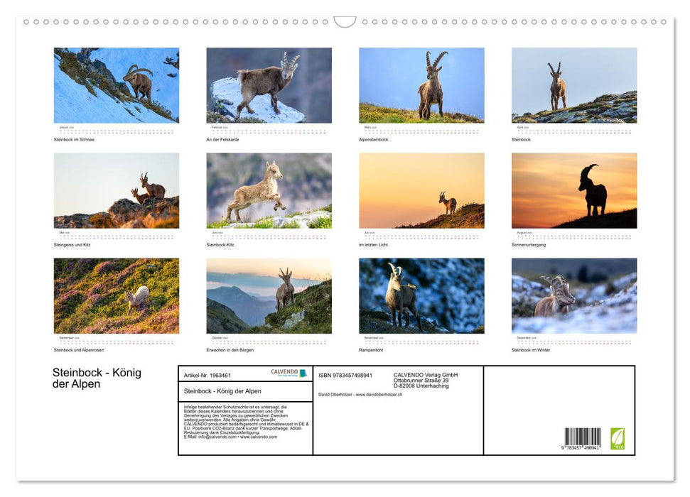 Steinbock - König der Alpen (CALVENDO Wandkalender 2026)