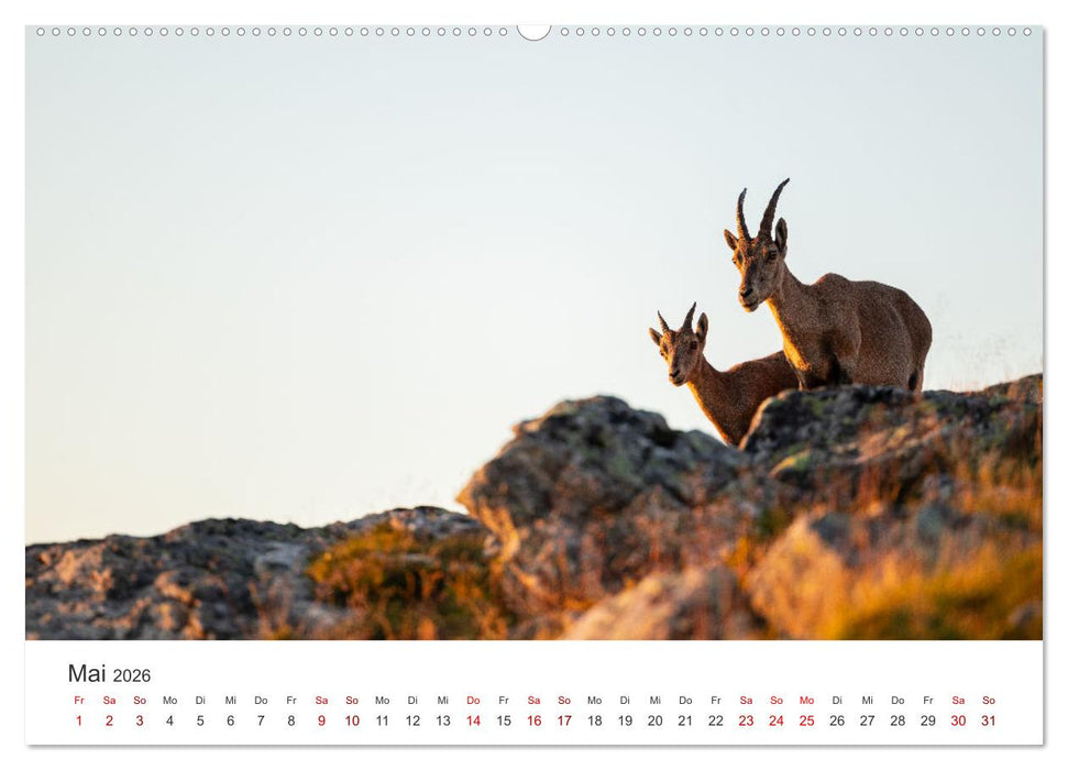 Steinbock - König der Alpen (CALVENDO Wandkalender 2026)