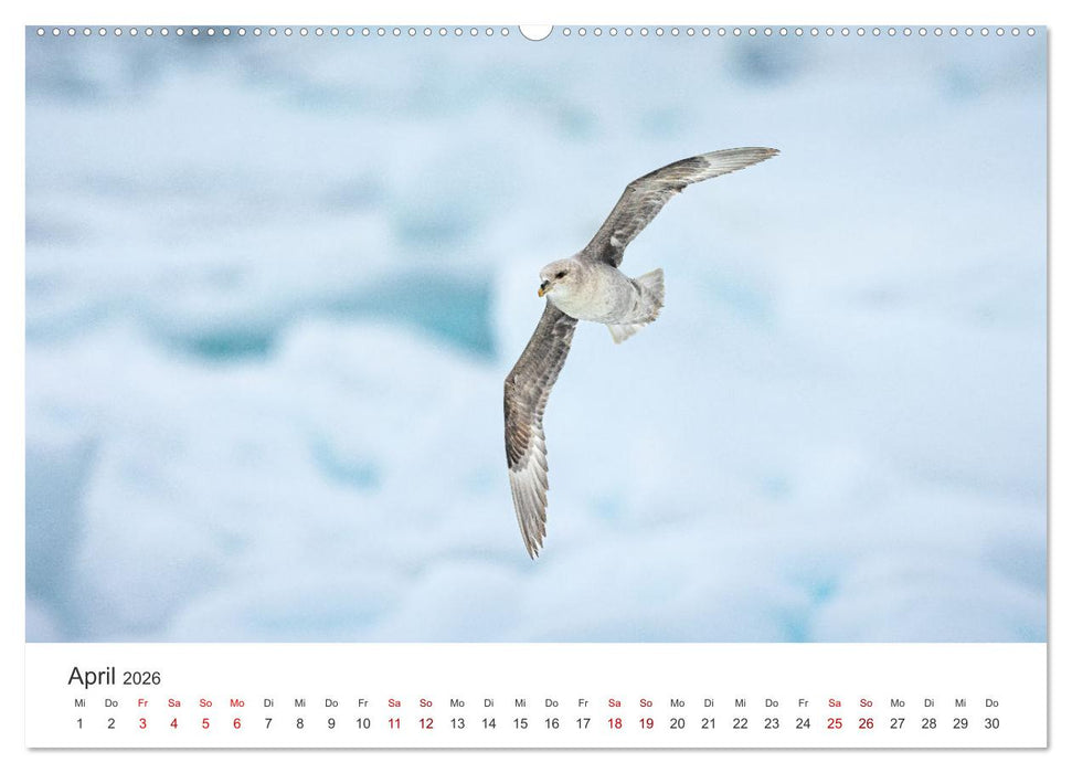 Naturparadies Svalbard (CALVENDO Wandkalender 2026)