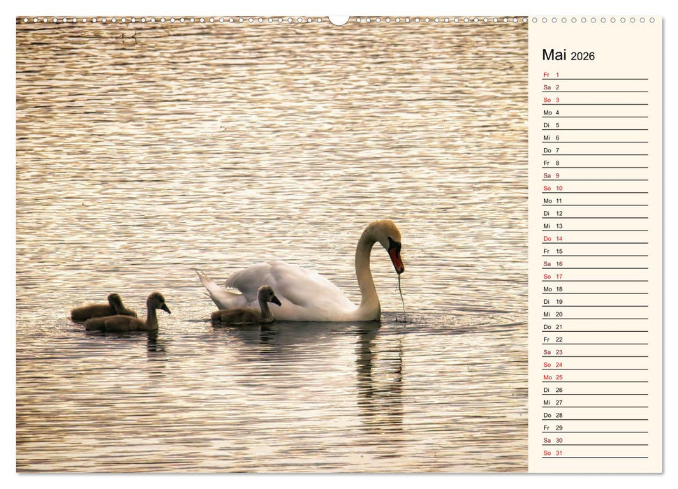 Schwanenzauber (CALVENDO Wandkalender 2026)