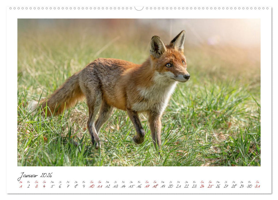 Füchse - zauberhafte Seelen (CALVENDO Wandkalender 2026)
