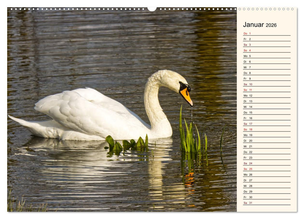 Schwanenzauber (CALVENDO Premium Wandkalender 2026)