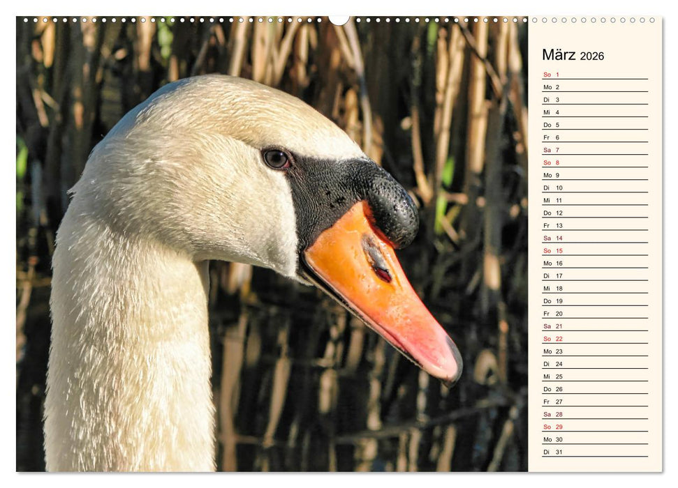 Schwanenzauber (CALVENDO Premium Wandkalender 2026)