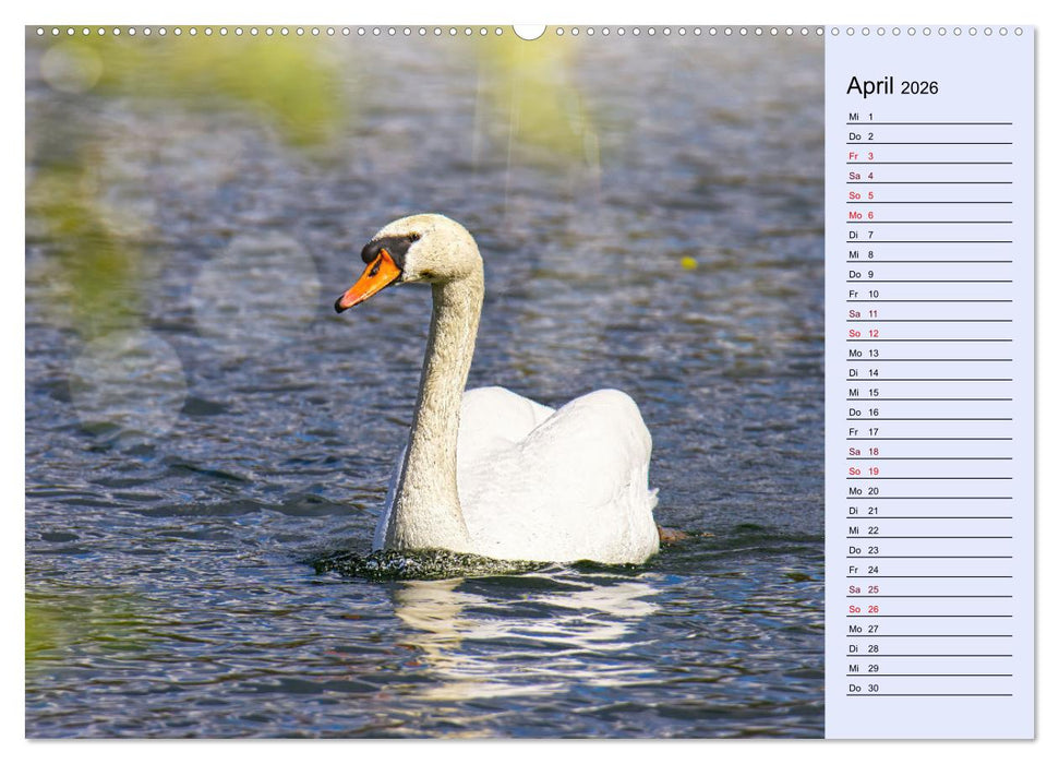 Schwanenzauber (CALVENDO Premium Wandkalender 2026)