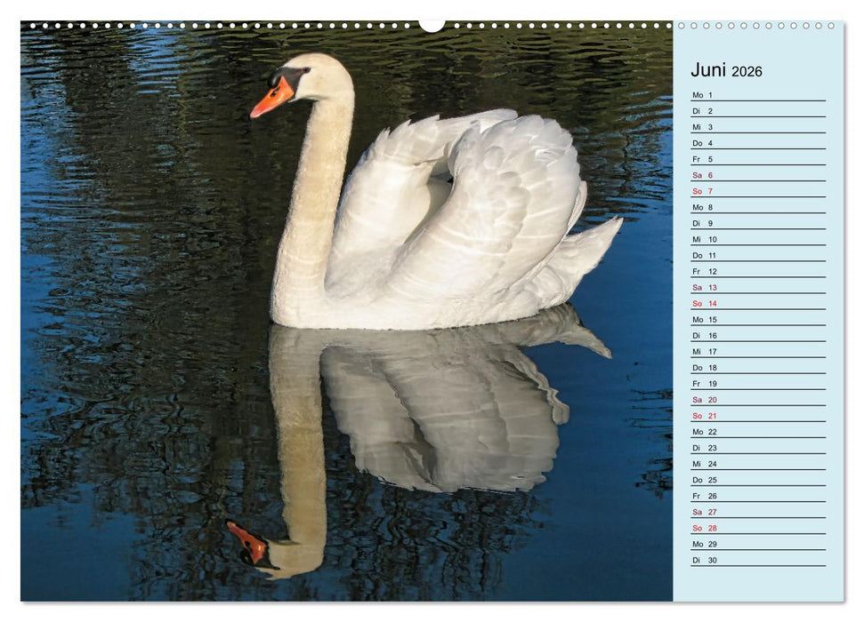 Schwanenzauber (CALVENDO Premium Wandkalender 2026)