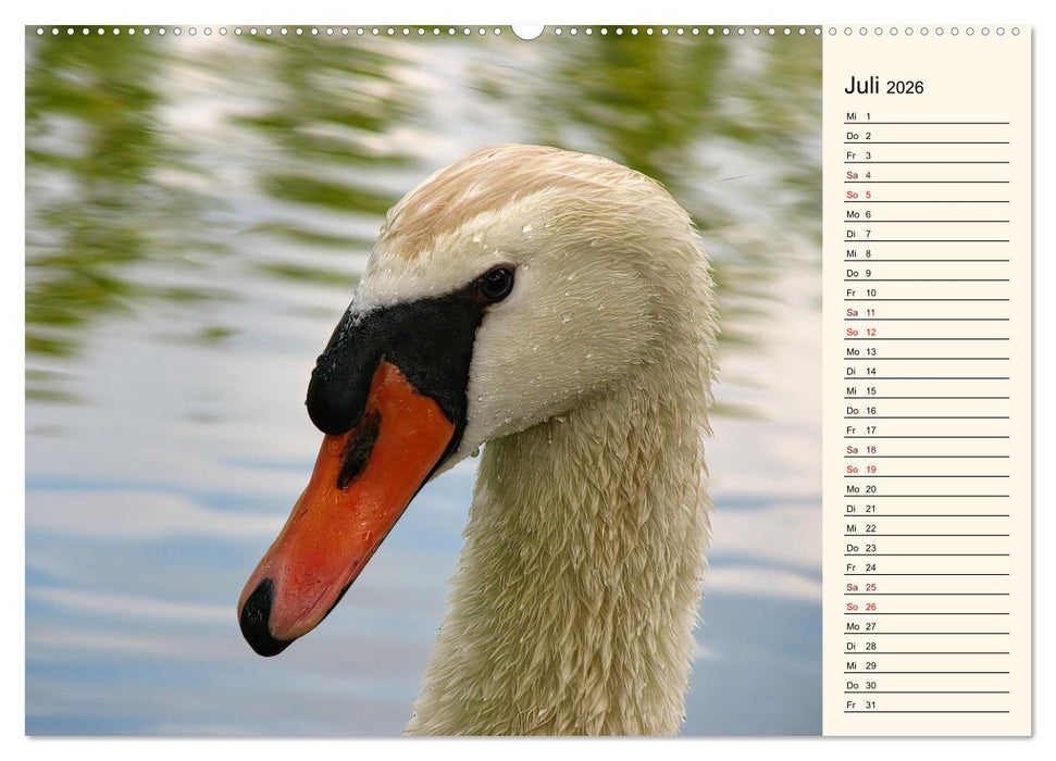 Schwanenzauber (CALVENDO Premium Wandkalender 2026)