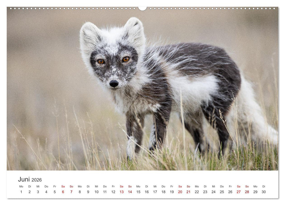 Naturparadies Svalbard (CALVENDO Premium Wandkalender 2026)