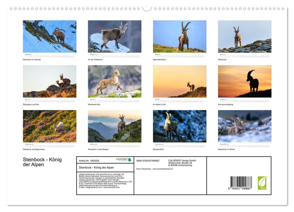 Steinbock - König der Alpen (CALVENDO Premium Wandkalender 2026)