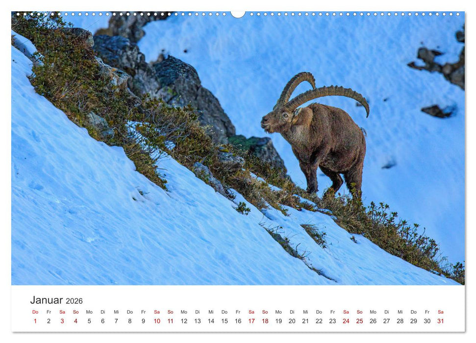 Steinbock - König der Alpen (CALVENDO Premium Wandkalender 2026)