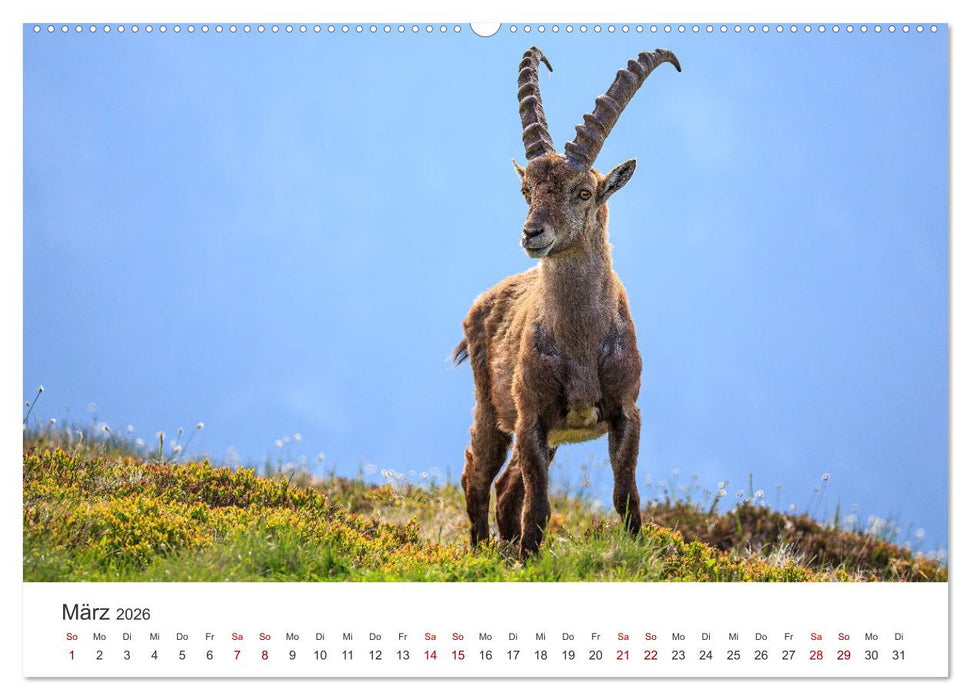 Steinbock - König der Alpen (CALVENDO Premium Wandkalender 2026)