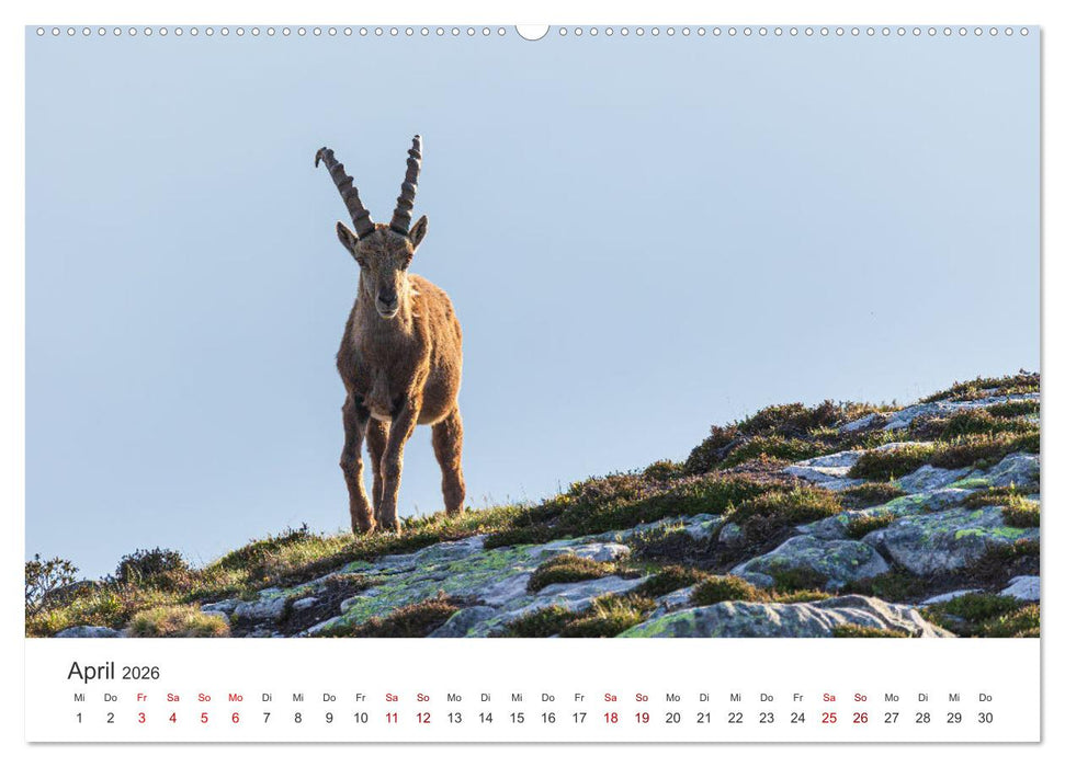 Steinbock - König der Alpen (CALVENDO Premium Wandkalender 2026)