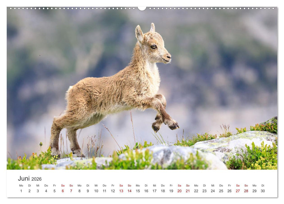 Steinbock - König der Alpen (CALVENDO Premium Wandkalender 2026)