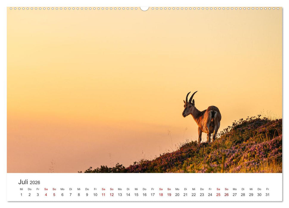 Steinbock - König der Alpen (CALVENDO Premium Wandkalender 2026)