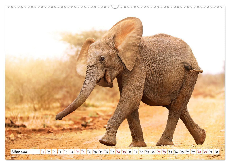 Elefanten-Traum - Herzenssache Afrika (CALVENDO Premium Wandkalender 2026)