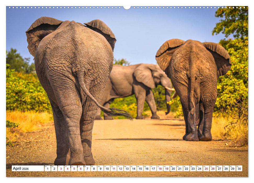 Elefanten-Traum - Herzenssache Afrika (CALVENDO Premium Wandkalender 2026)
